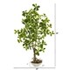 4' Schefflera Bonsai Artificial Plant in Planter - On Sale - Bed Bath ...