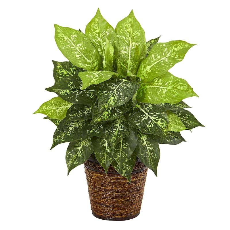 19" Diffenbachia Artificial Plant in Basket