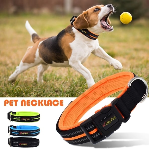 pet leads and collars