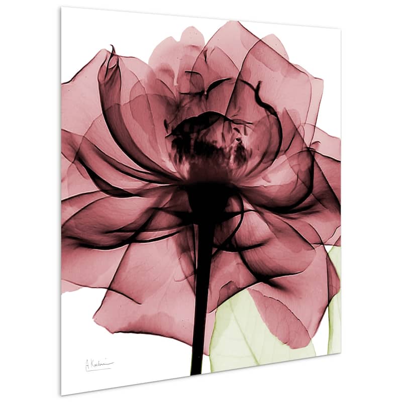 "Chianti Rose I & II" Flower Wall Art Printed on Frameless Free Floating Tempered Glass Panel - Pink/White
