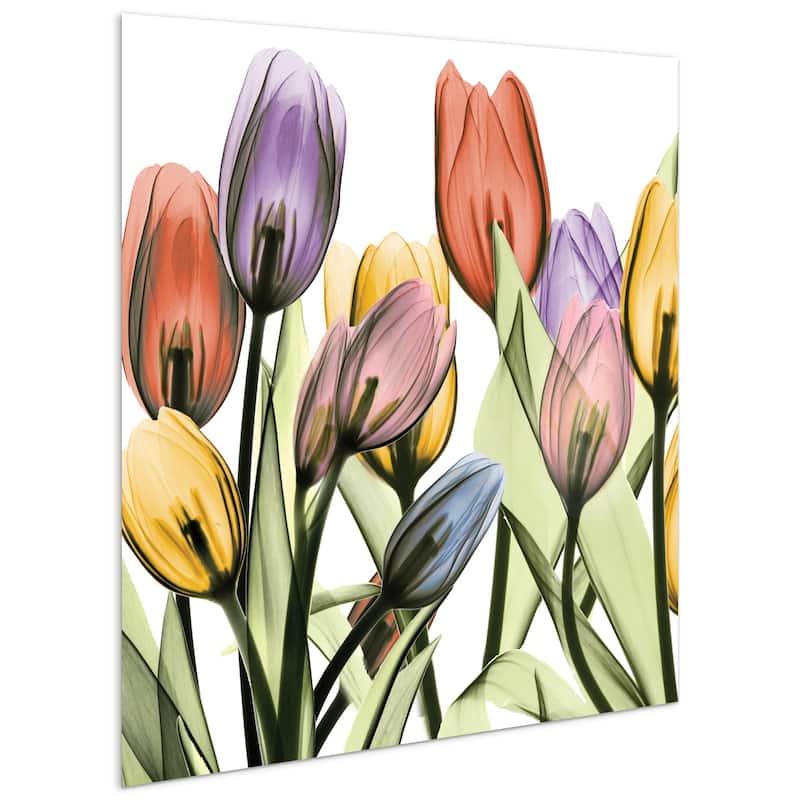 "Tulip Scape x-ray I & II" Flower Wall Art Printed on Frameless Free Floating Tempered Glass Panel