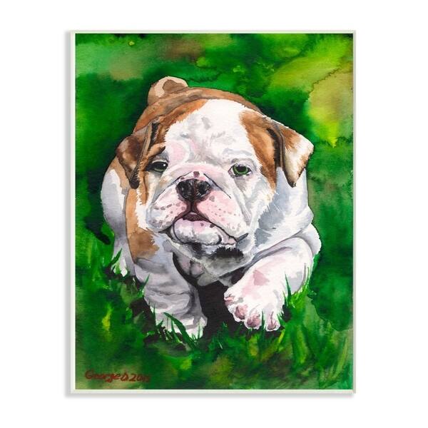 Shop Stupell Industries English Bulldog Puppy Dog Pet Animal