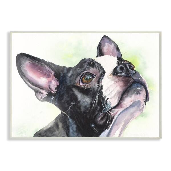 Shop Stupell Industries Boston Terrier Dog Pet Animal Watercolor