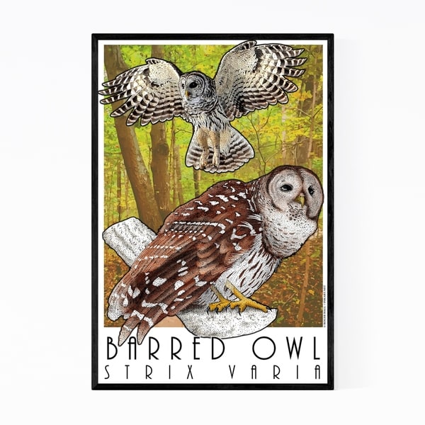 Noir Gallery Barred Owl Animal Illustration Framed Art Print