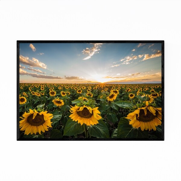 Noir Gallery Sunflower Field Denver Colorado Framed Art Print