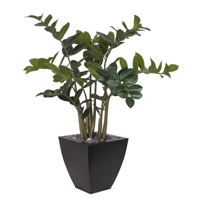 37"H ZZ Plant with Black Pebbles in a Modern Black Zinc Pot