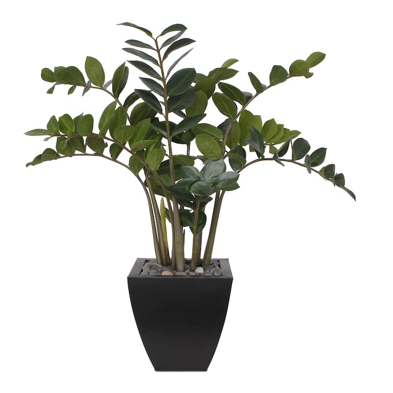 37"H ZZ Plant with Black Pebbles in a Modern Black Zinc Pot