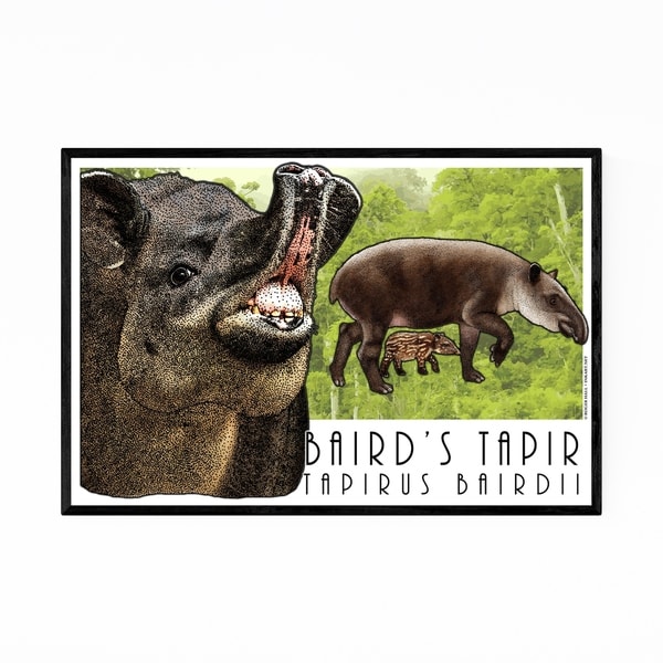 Noir Gallery Baird's Tapir Animal Illustration Framed Art Print