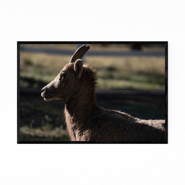 Noir Gallery Bighorn Sheep Greer Arizona Photo Framed Art Print