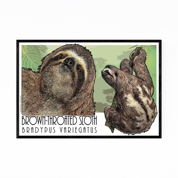 Noir Gallery Sloth Animal Illustration Framed Art Print