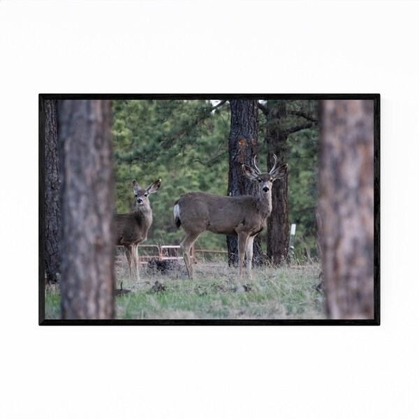 Noir Gallery Deer Animal Greer Arizona Photo Framed Art Print