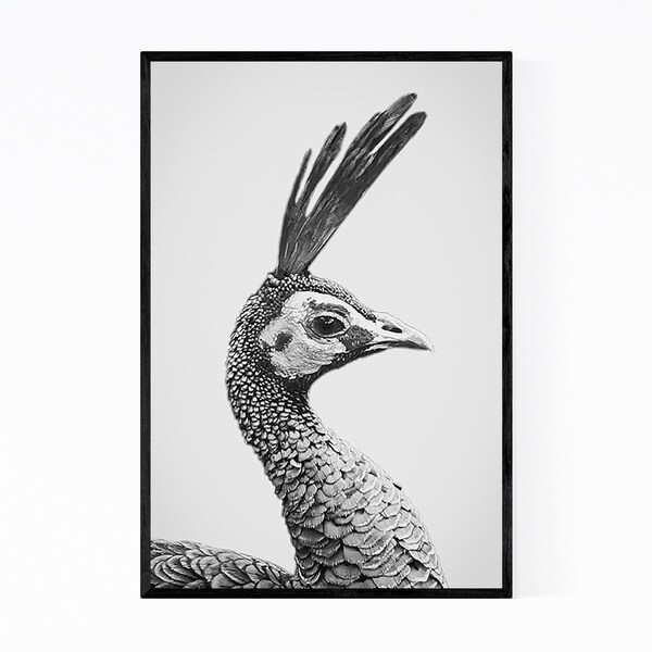 Noir Gallery Peacock Animal Portrait Nature Framed Art Print
