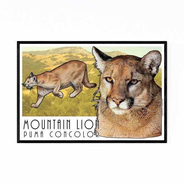 Noir Gallery Mountain Lion Animal Illustration Framed Art Print