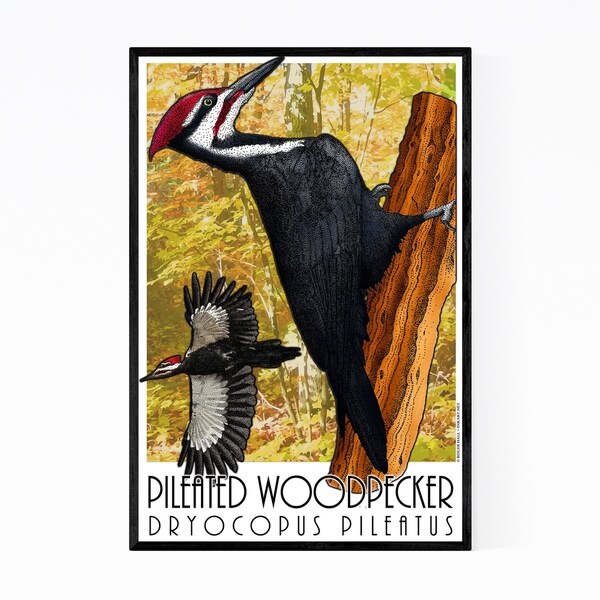 Noir Gallery Woodpecker Animal Illustration Framed Art Print