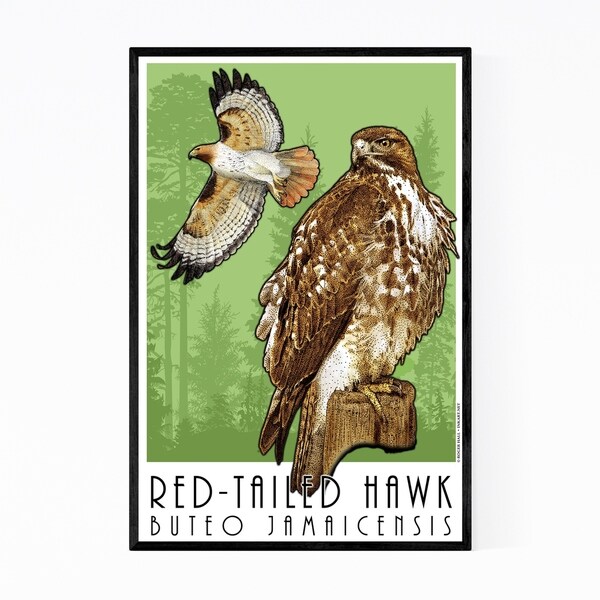 Noir Gallery Red-Tailed Hawk Animal Illustration Framed Art Print