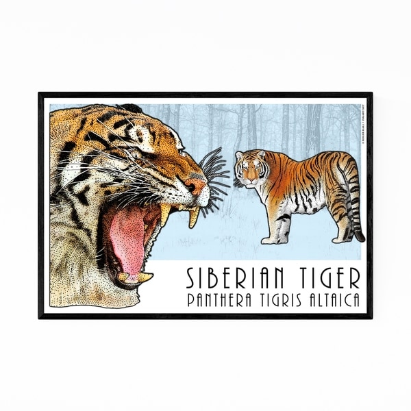 Noir Gallery Siberian Tiger Animal Illustration Framed Art Print