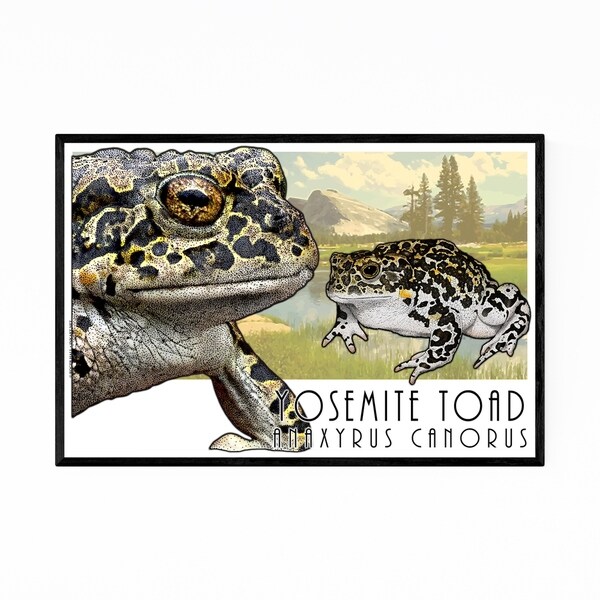 Noir Gallery Yosemite Toad Animal Illustration Framed Art Print