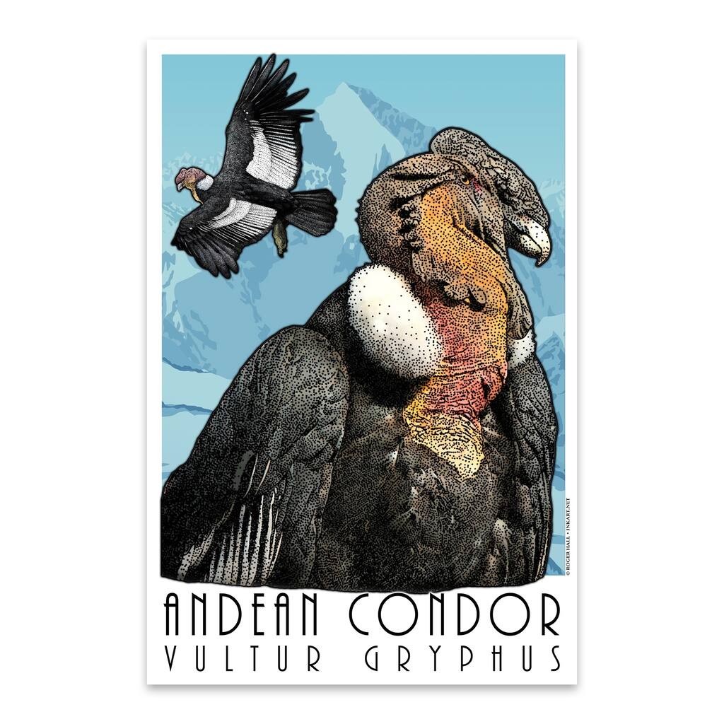 Noir Gallery Andean Condor Animal Illustration Metal Wall Art Print