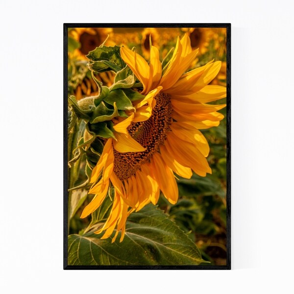 Noir Gallery Sunflower Floral Botanical Framed Art Print