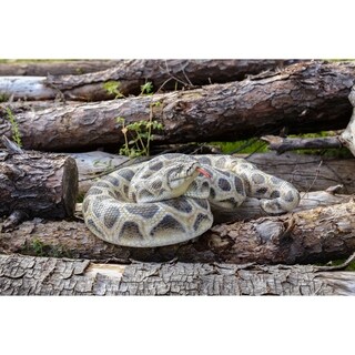 Curled Up Python Statue - Bed Bath & Beyond - 29045266