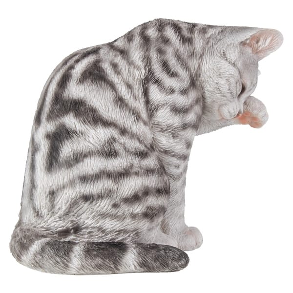 Shop Grey Tabby Cat American Shorthair Washing Overstock 29045559