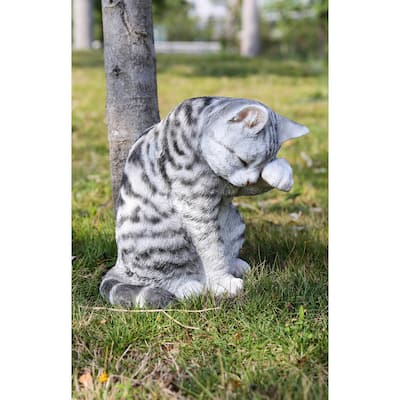 Grey Tabby Cat American Shorthair Washing