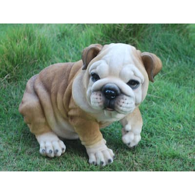 Bulldog Puppy