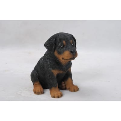 Rottweiler Puppy