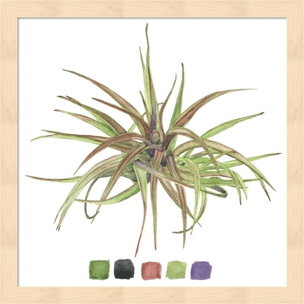 Melissa Wang 'Air Plant Study II' Framed Art