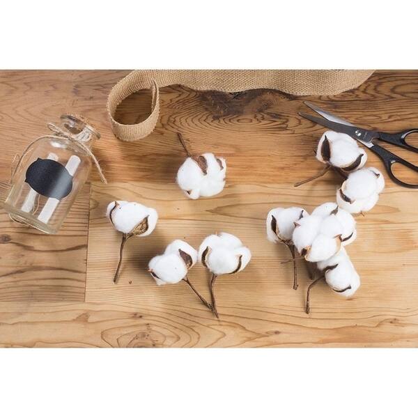 Shop 24 Pack Cotton Bolls Decor Natural Color Dried Cotton Balls
