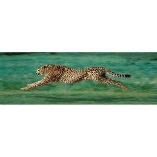 CANVAS Cheetah Running Photographic Art Print - 36 x 12 - Bed Bath ...