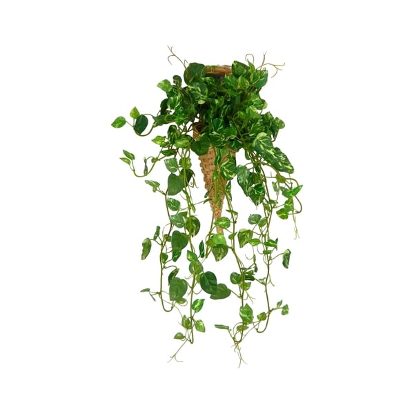 Hanging variegated pothos in wall hanger