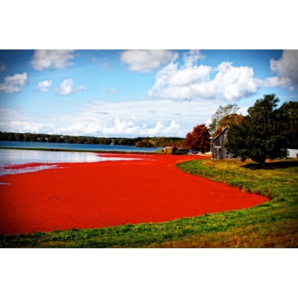 CANVAS Cranberry Bog by Jobe Waters Photographic - 29146122