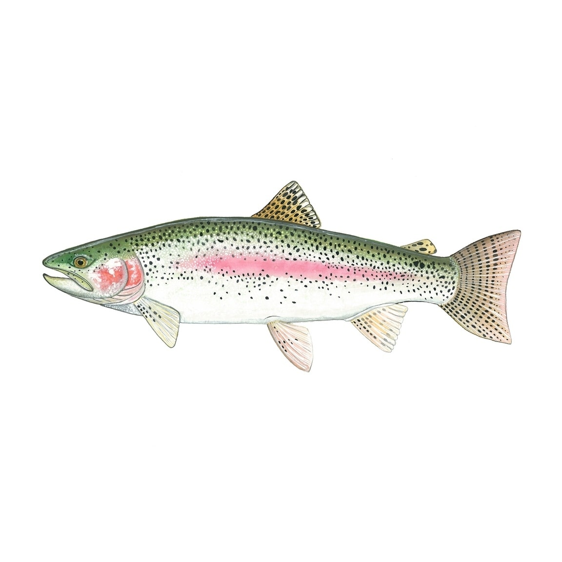 CANVAS Rainbow Trout by Damon Crook - Bed Bath & Beyond - 29168204