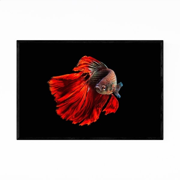 Noir Gallery Betta Fish Animal Photography Framed Art Print