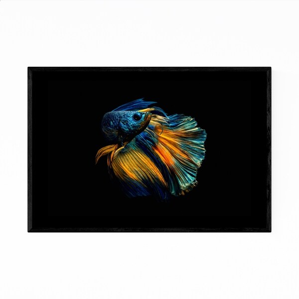 Noir Gallery Betta Fish Animal Photography Framed Art Print