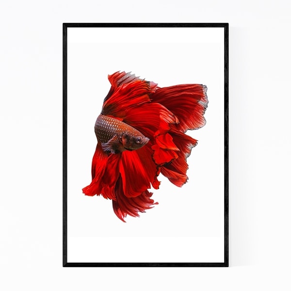 Noir Gallery Betta Fish Animal Photography Framed Art Print
