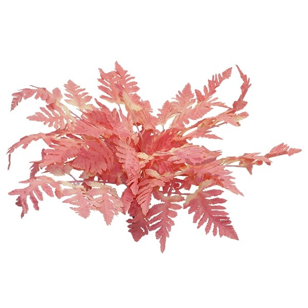 12" long leather fern