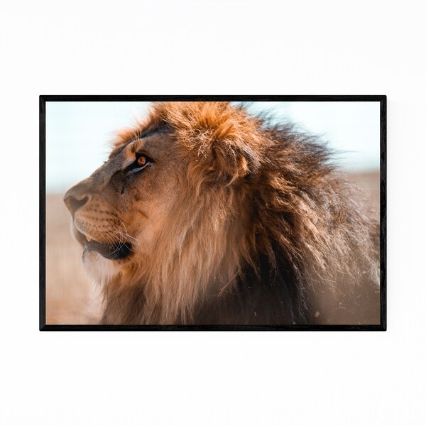 Noir Gallery Lion Animal Kalahari Desert Africa Framed Art Print