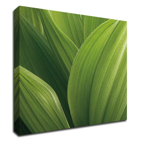 "Corn Lily" by Jan Bell, Print on Canvas, Ready to Hang