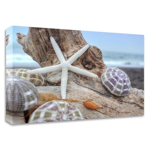"Crescent Beach Shells 7" by Alan Blaustein, Print on Canvas, Ready to Hang