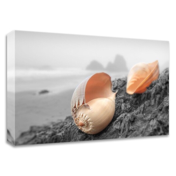 "Crescent Beach Shells 20" by Alan Blaustein, Print on Canvas, Ready to Hang