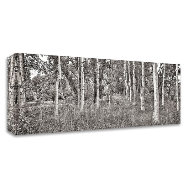"Birch Trees No.2" by Alan Blaustein, Print on Canvas, Ready to Hang
