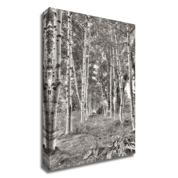 "Birch Trees No.3" by Alan Blaustein, Print on Canvas, Ready to Hang