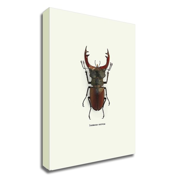 "Beetle Red" by GraphINC, Print on Canvas, Ready to Hang