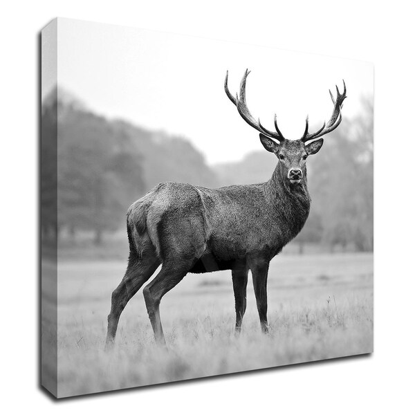 "Proud Deer" by PhotoINC Studio, Print on Canvas, Ready to Hang