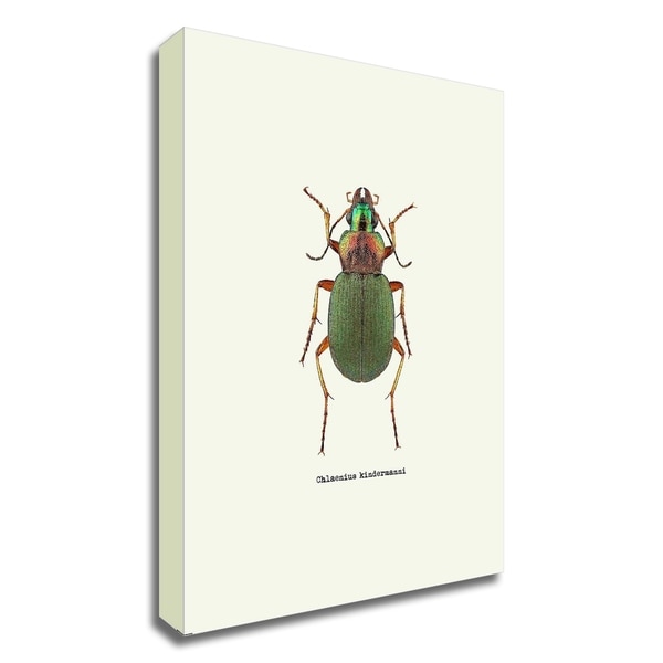 "Beetle Green" by GraphINC, Print on Canvas, Ready to Hang