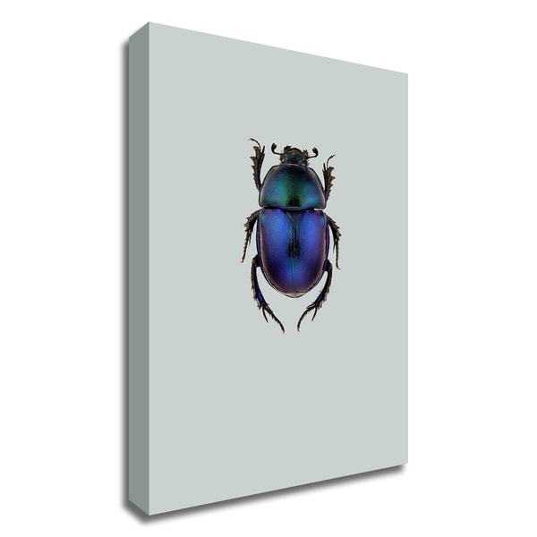"Trypocopris vernalis" by Incado, Print on Canvas, Ready to Hang