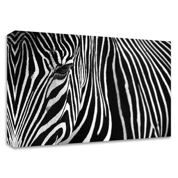 "Zebra in Lisbon Zoo" by Andy Mumford, Print on Canvas, Ready to Hang