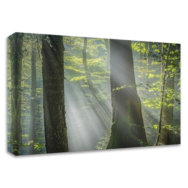 "Shower of Light" by Anne Schneidersmann, Print on Canvas, Ready to Hang
